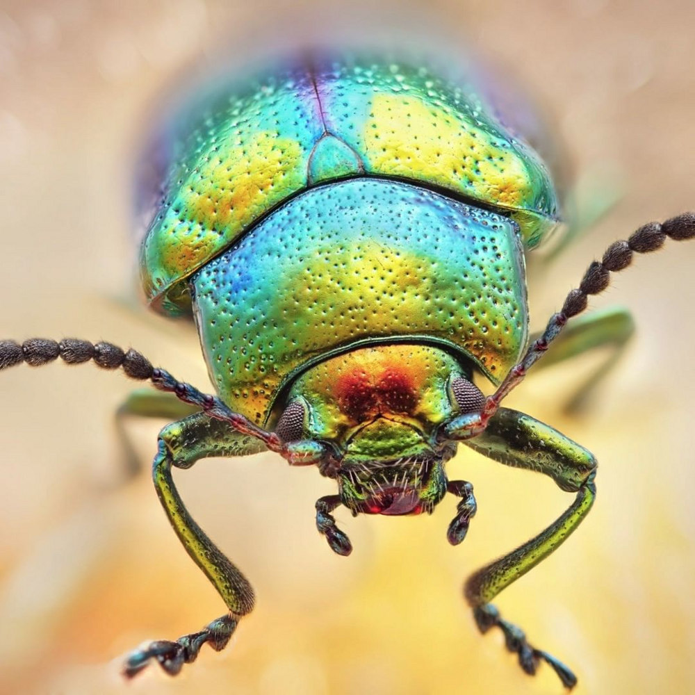 18 макроснимков от немецкого фотографа, который снимает мир насекомых
