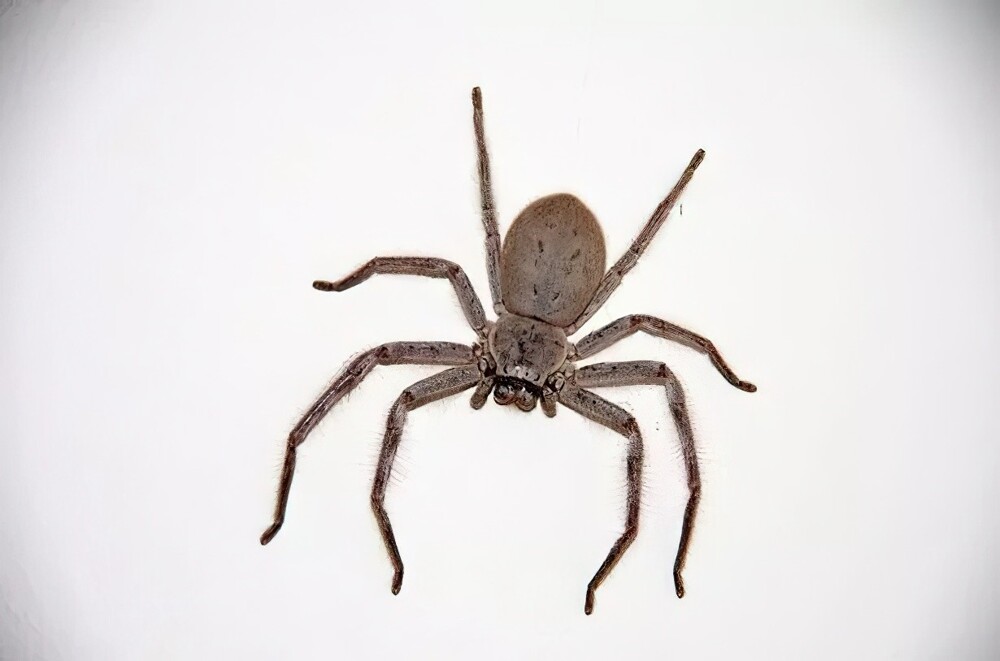 Жительница Австралии обнаружила на потолке гигантского паука