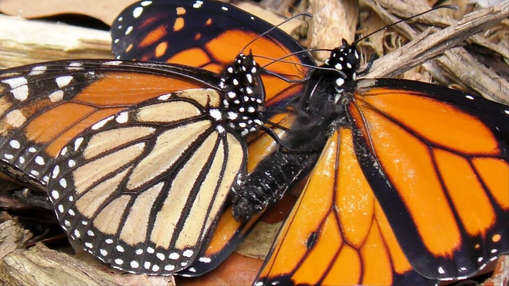 2. Самцы бабочек опрыскивают своих самок неприятным запахом, чтобы отпугнуть соперников