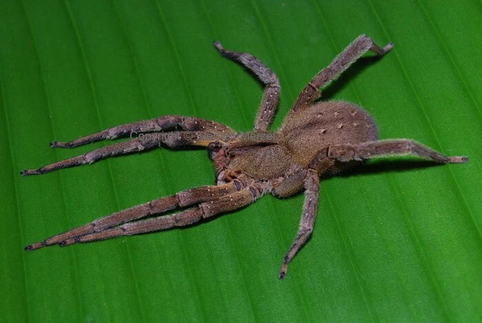 Бразильский странствующий паук (Phoneutria fera)