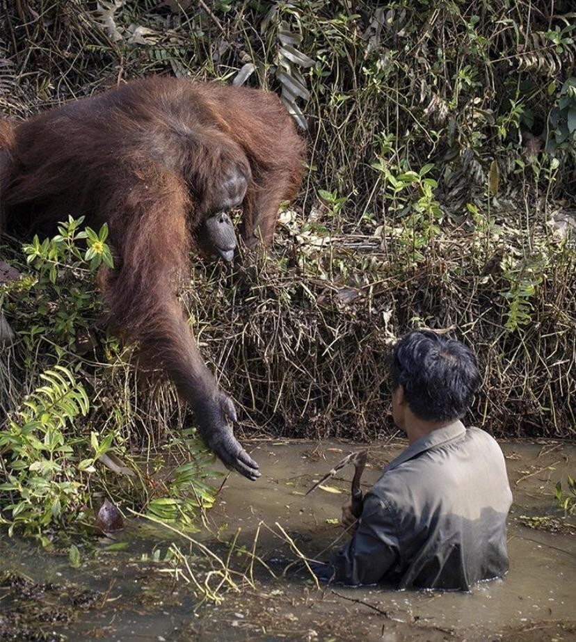 4. Орангутанг протягивает руку помощи человеку