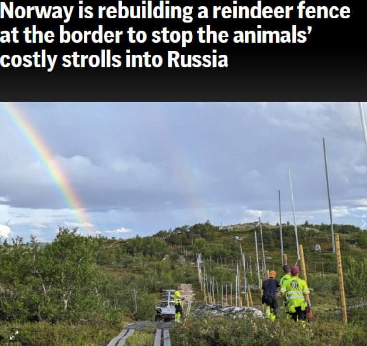 Северных оленей, которые паслись на территории России, в Норвегии убивают, чтобы не платить компенсации