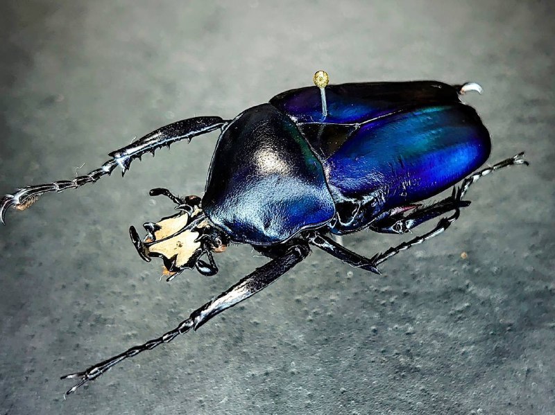 Японец собрал коллекцию навозных жуков, собранных по цветовому градиенту