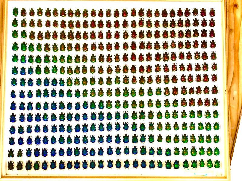 Японец собрал коллекцию навозных жуков, собранных по цветовому градиенту