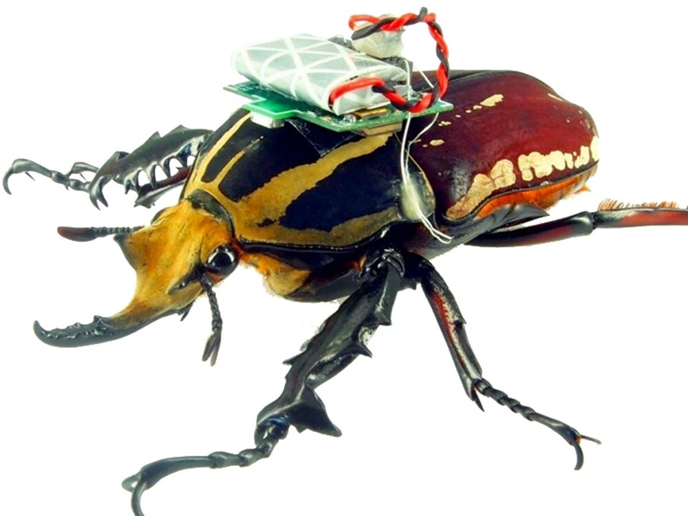 7. Радиоуправляемые жуки