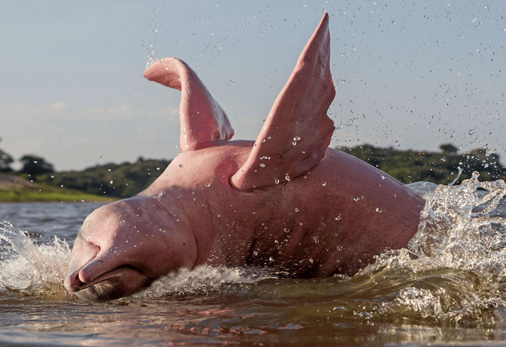 9. Розовый дельфин, Амазонская иния или боуто