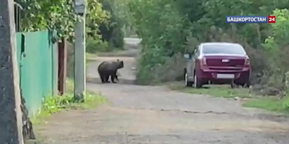 В Уфе на улицах частного сектора заметили гуляющего медвежонка