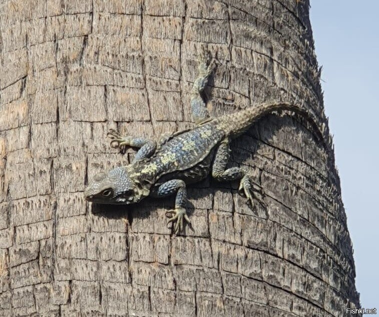 На побережье Средиземного моря крокодилы ползают по деревьям