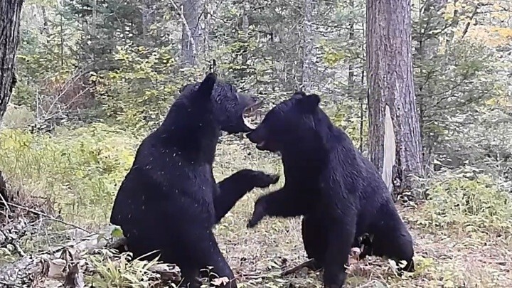 "Схватка" двух медведей в заповеднике Приморья попала на видео