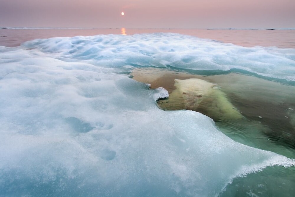 2. Белый медведь под водой