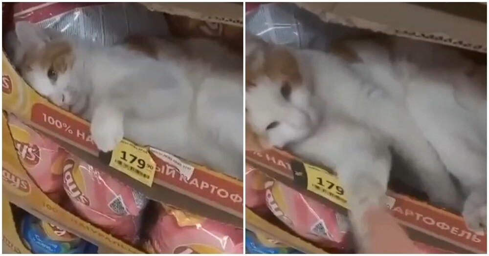 Кот из магазина уберегает покупателей от ненужных трат 