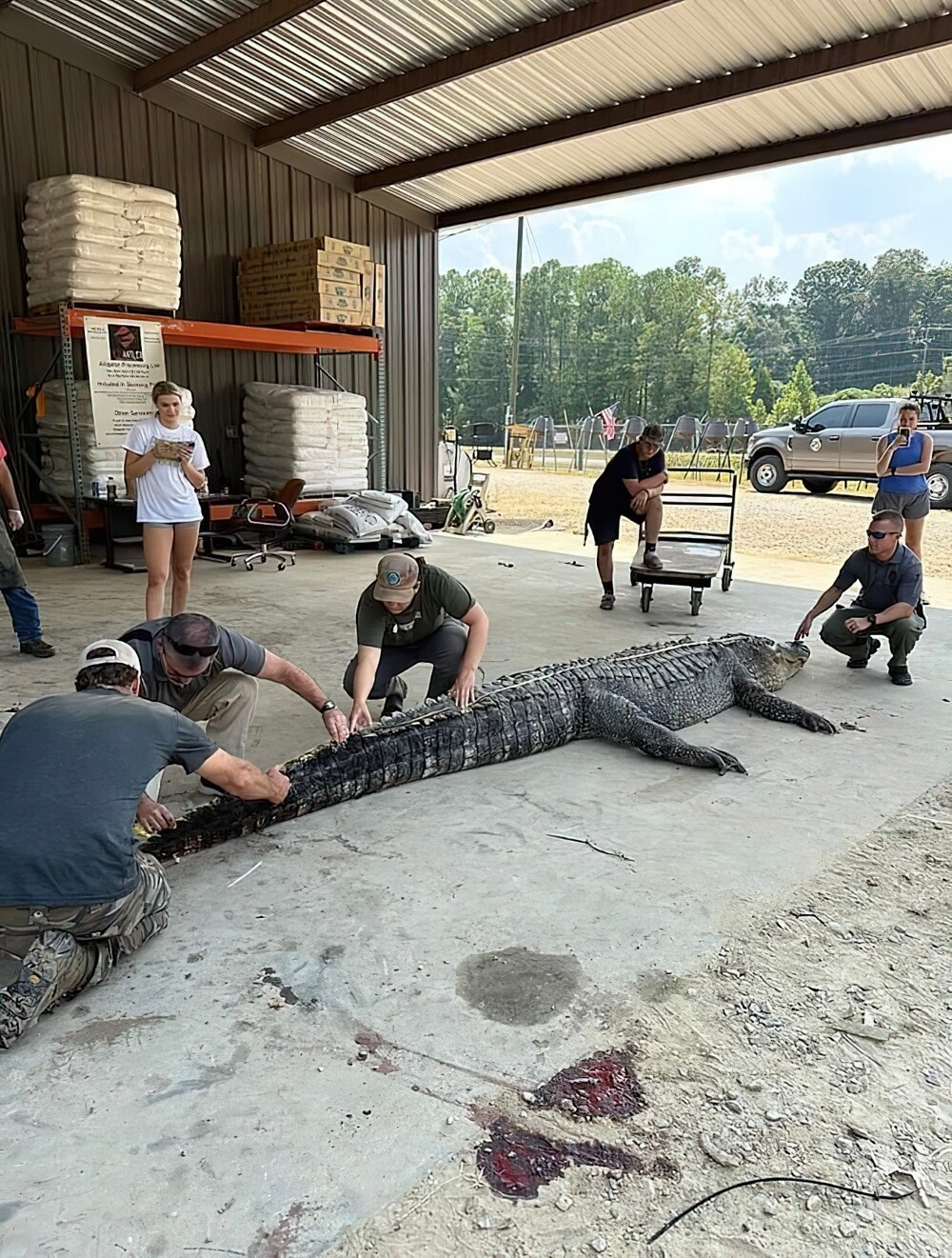 Охотники из Миссисипи поймали аллигатора-монстра