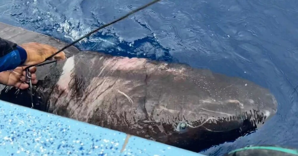 Арктическая акула, способная прожить 500 лет, обнаружена в Карибском море