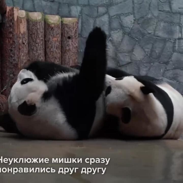 Первый в истории России детеныш большой панды родился в Московском зоопарке⁠⁠ 