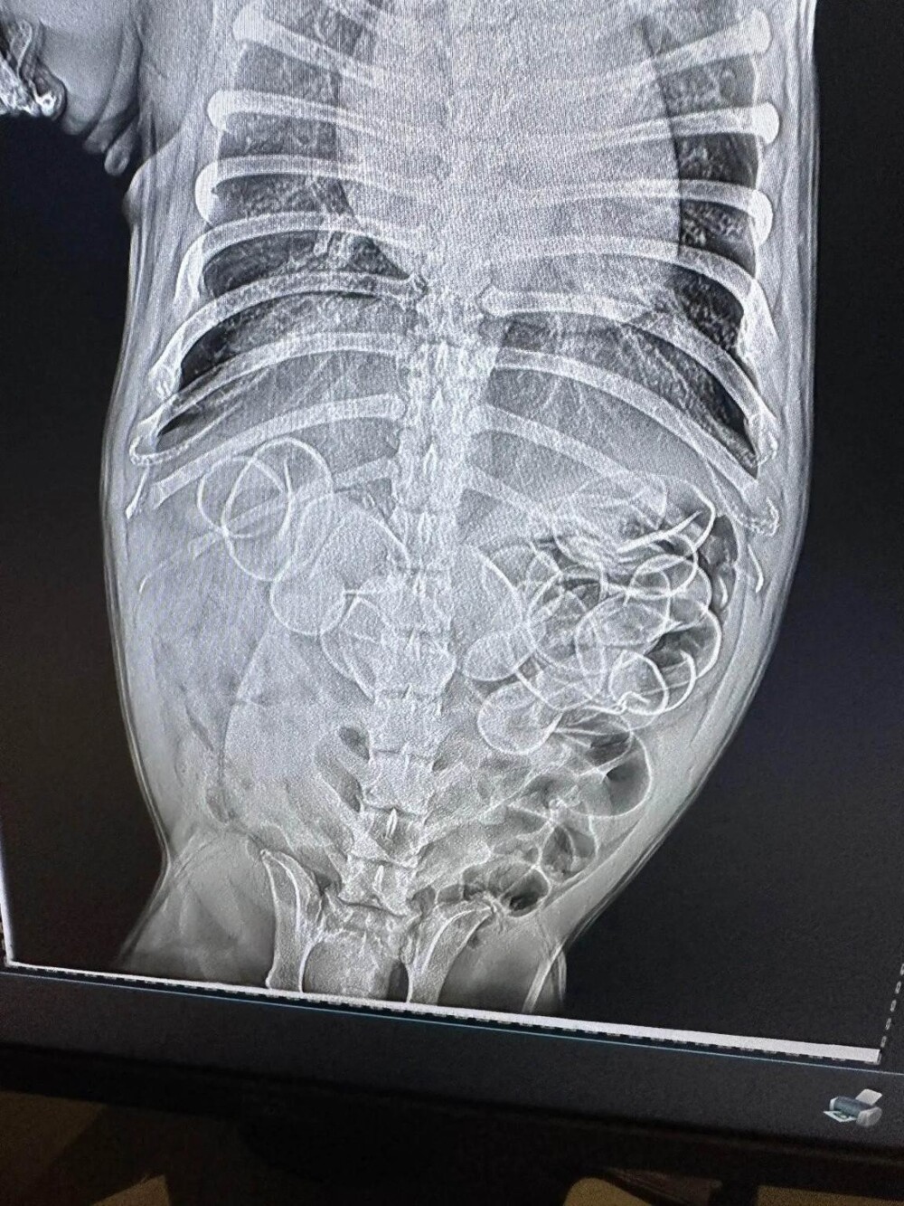 В желудке бульдога обнаружили 11 резиновых уточек