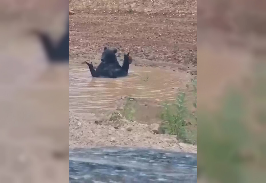 Грязевые ванны: жители Башкирии увидели купающегося в большой луже медведя