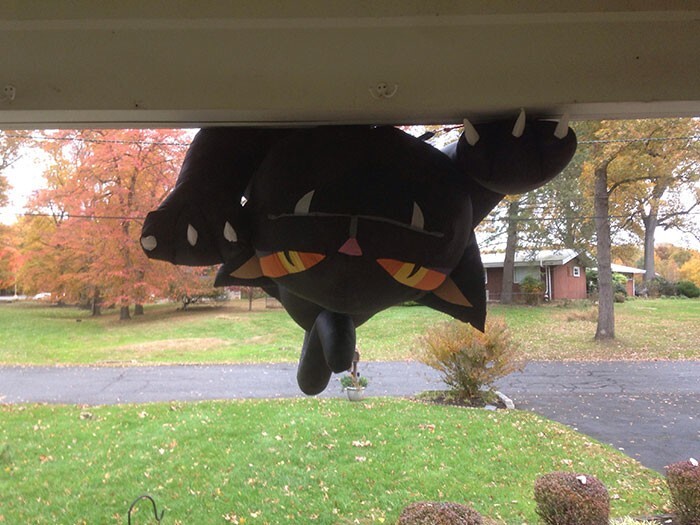 9. «На Хэллоуин у меня на крыше дома был надувной кот. Вчера вечером было очень ветрено. Вот что встретило меня, когда я открыл дверь сегодня утром. Чуть кони не двинул!»