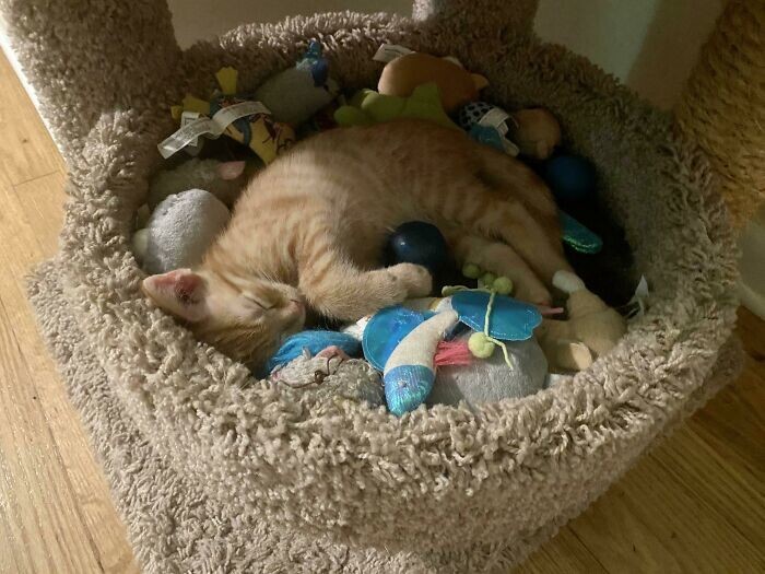 25. Приютский котёнок, которого перевезли в новый дом, спит в окружении игрушек