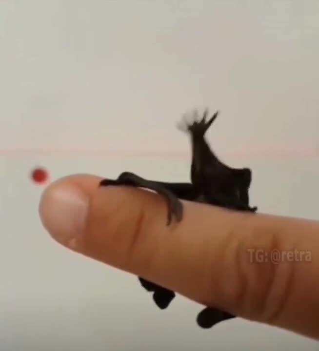 Как выглядит детёныш летучей мыши 