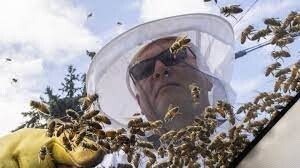 В Канаде ульи с пятью миллионами пчел выпали на дорогу из-за аварии грузовика