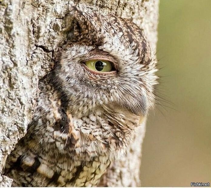 Солянка от 01.09.2023