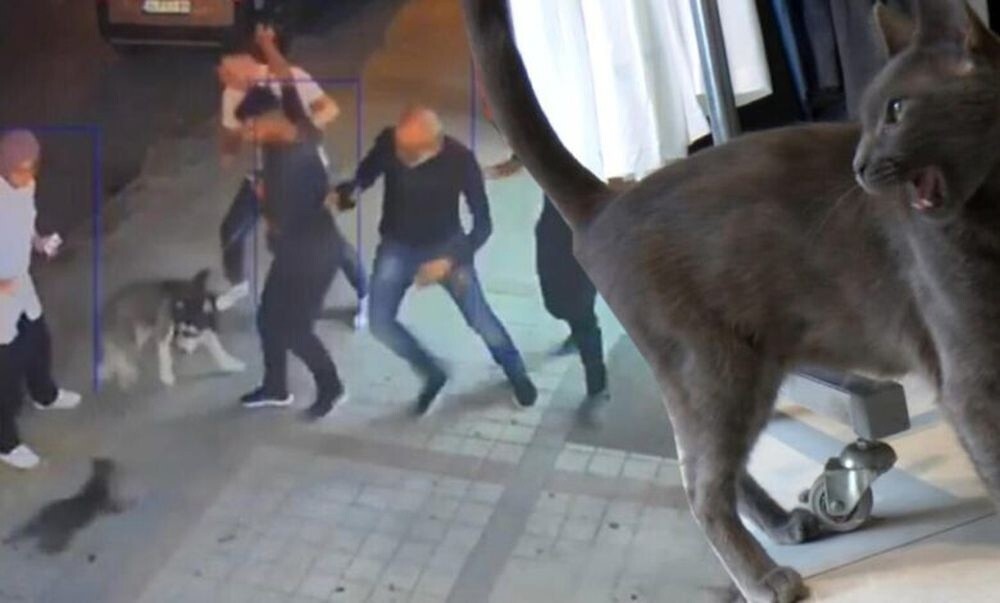 Боевой кот кошмарит собак на улице в Турции