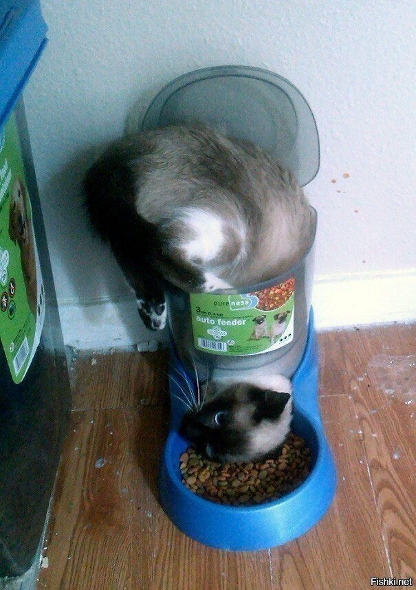 Солянка от 01.09.2023