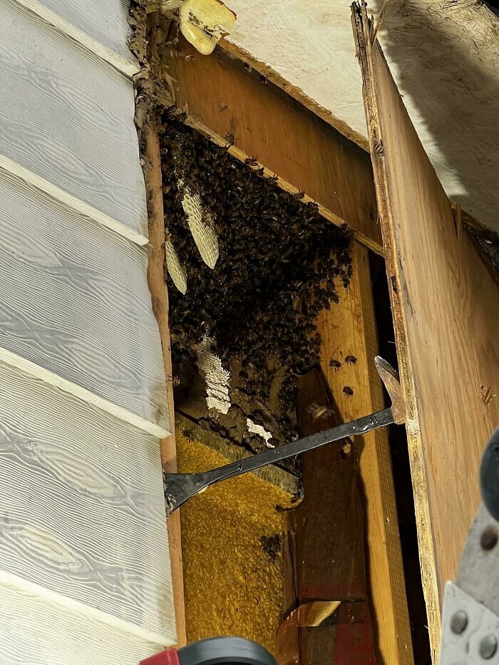 16. «История "Медоносные пчелы, роящиеся у моего дома". Приехал пчеловод их спасать. Они строили новый улей в обшивке»