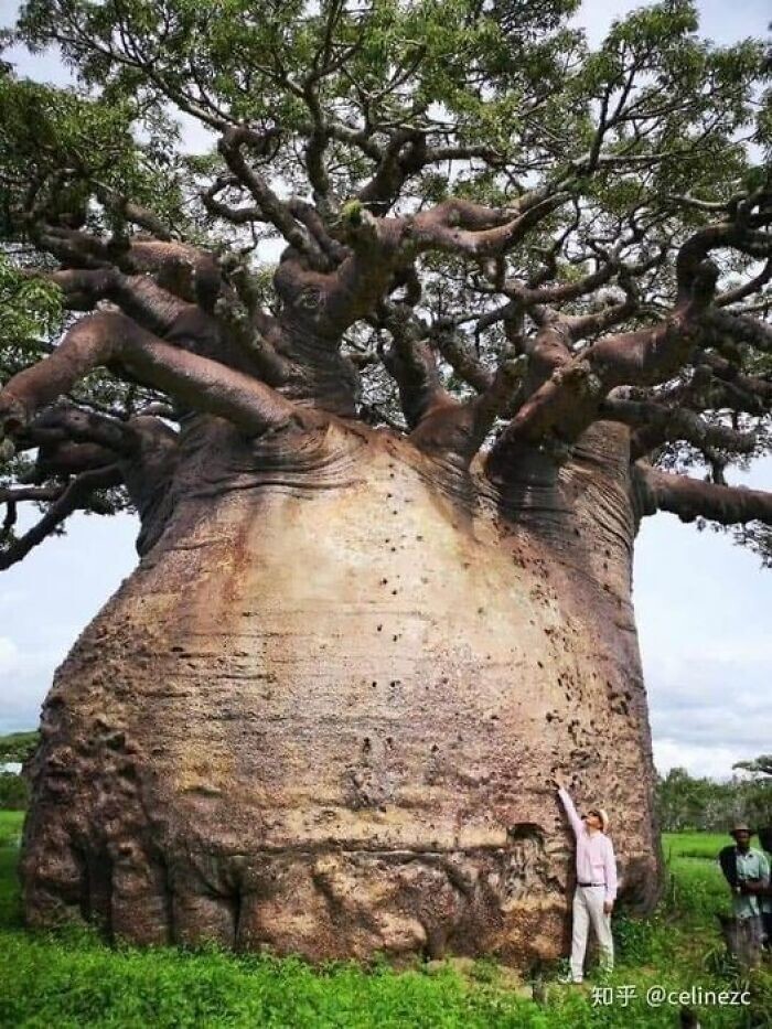1. Это самый большой баобаб на Мадагаскаре, его называют «Древом жизни» или «Матерью леса»