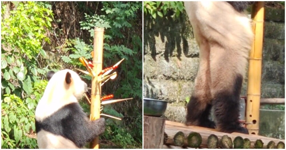 Панда Юбао озадачила посетителей зоопарка