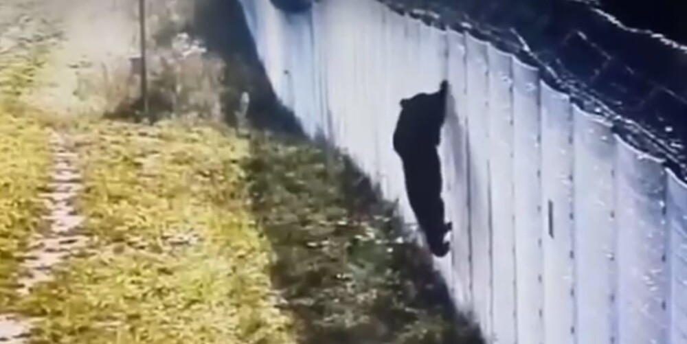 Медведь пытался  перелезть через забор из колючей проволоки на границе Литвы и Белоруссии