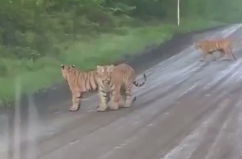 Семейство молодых тигров вышло из леса на знакомство с людьми