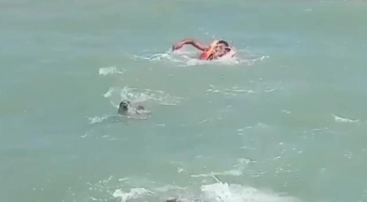 В Азербайджане тюлень напал на людей, купавшихся в море  