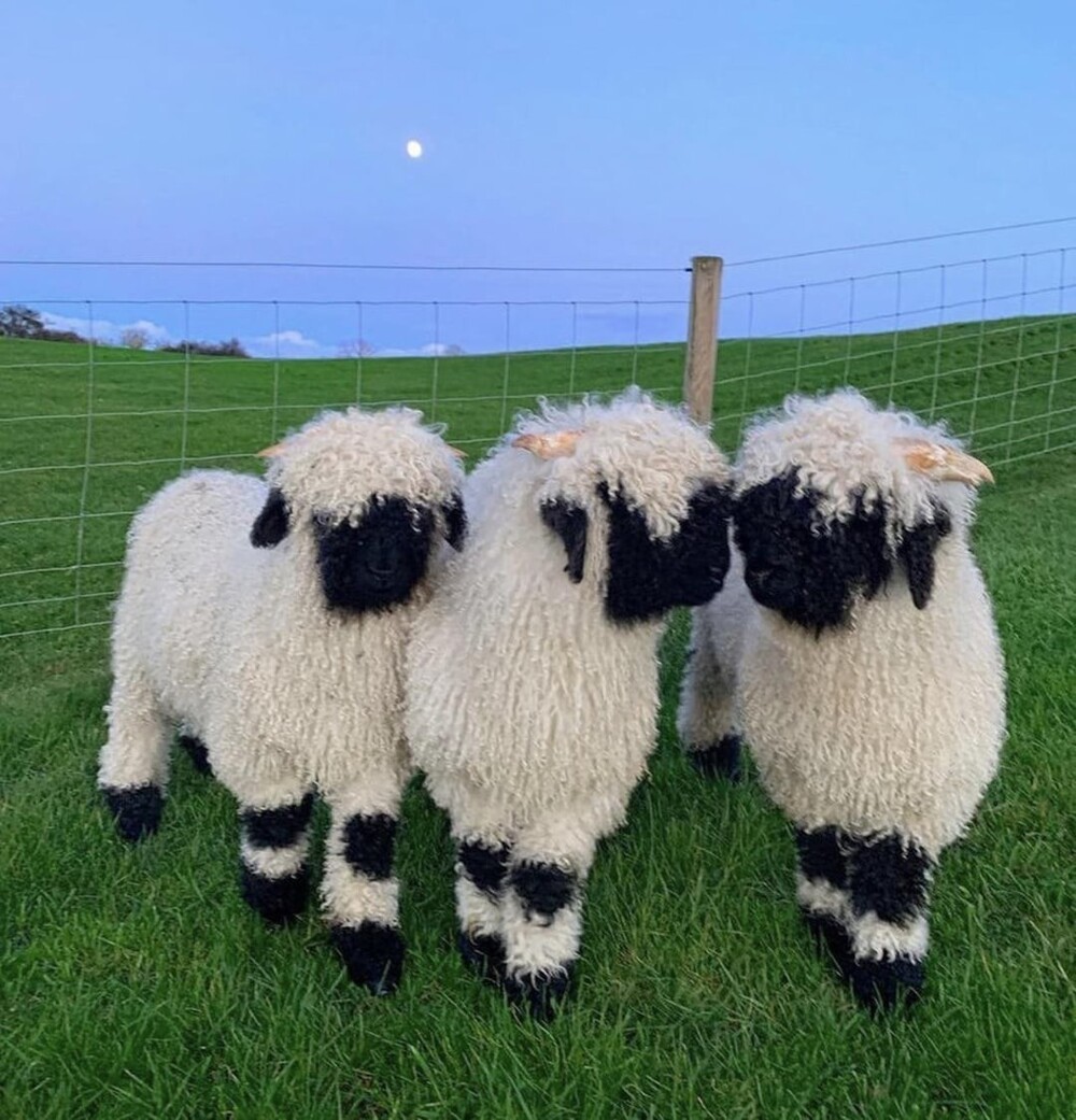 6. Валлийские черноносые овцы из юго-западной части Швейцарии
