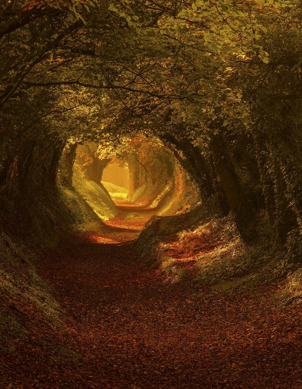 1. Туннель деревьев в Халнакере, Сассекс, Англия