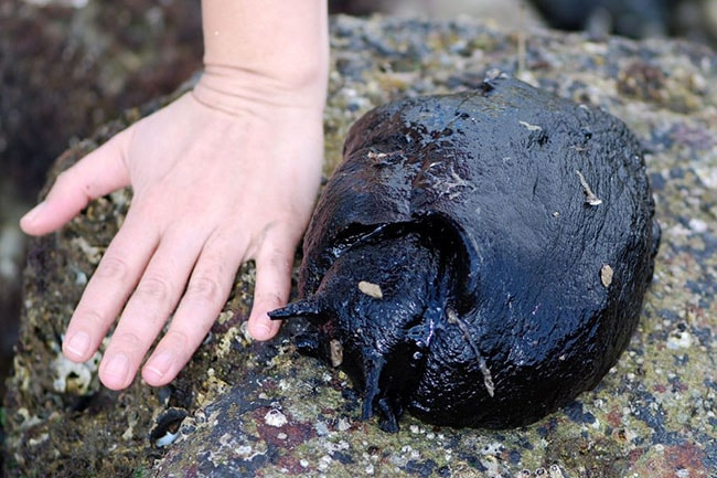 Калифорнийский чёрный зайчик: он похож на живое нефтяное пятно и весит как собака