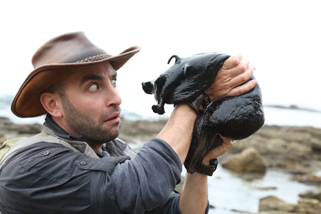 Калифорнийский чёрный зайчик: он похож на живое нефтяное пятно и весит как собака