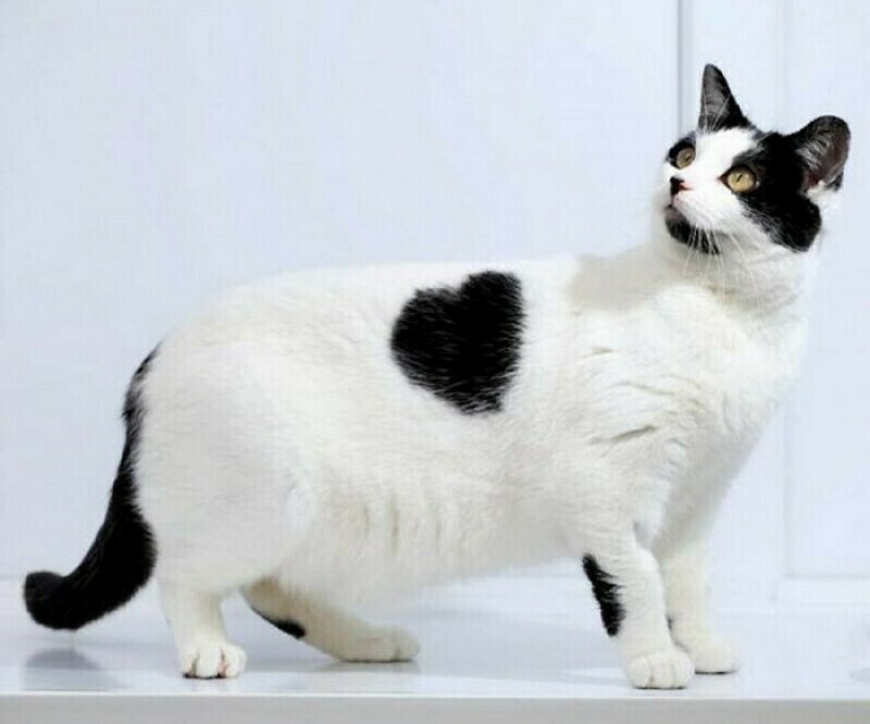15 очаровательных кошек с уникальным окрасом
