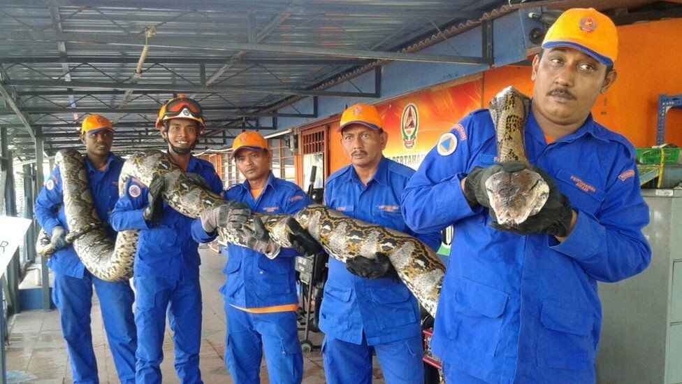 Самые большие змеи снятые на камеру