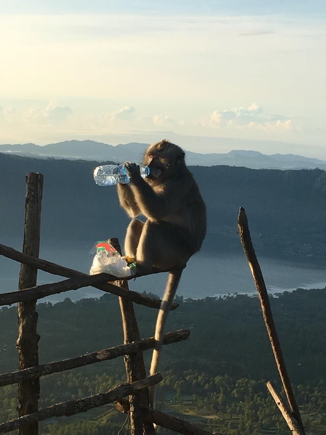 1. "Я поднимался на гору в жаркую погоду. На вершине обезьяна украла у меня воду и выпила ее у меня на глазах"