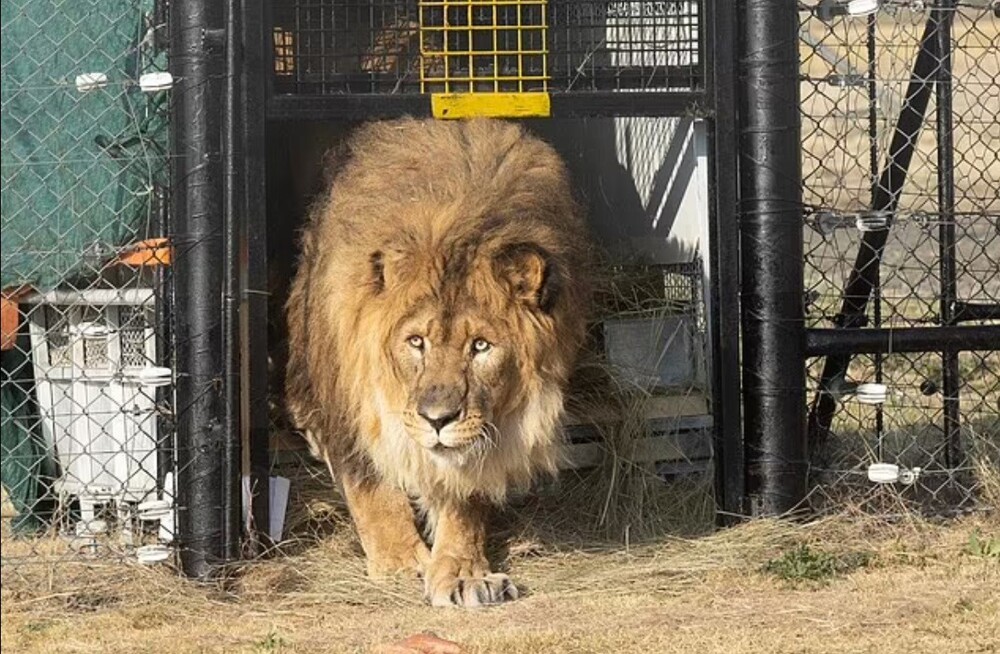 После шести лет в тесной клетке лев обрел долгожданную свободу