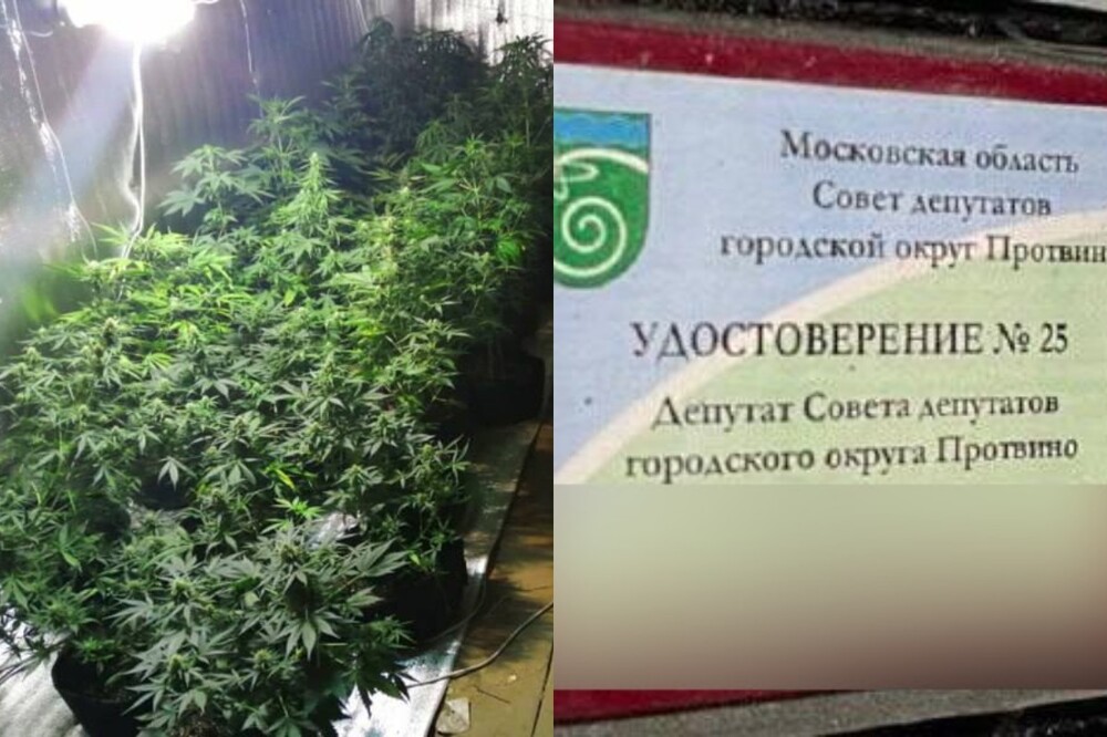 Депутат из Подмосковья, выращивавший марихуану, оказался Шаболдой. Но есть нюанс
