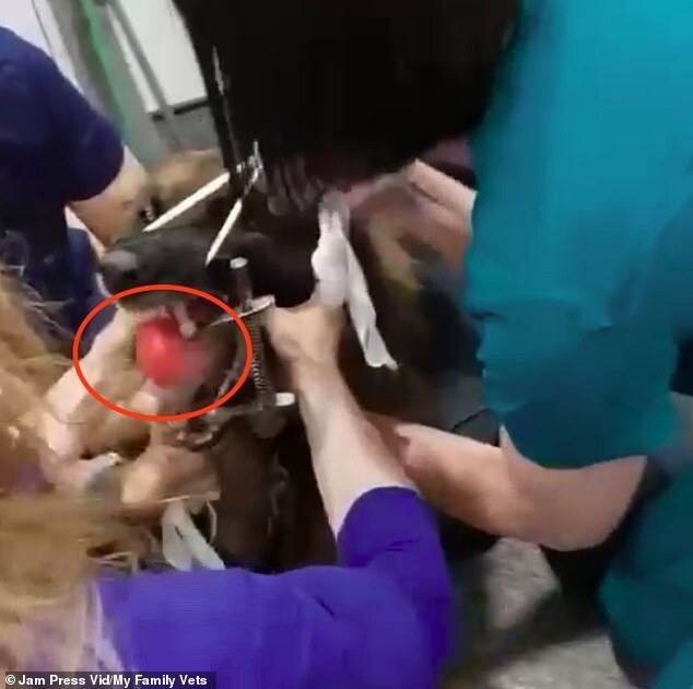Ветеринары вытащили из горла овчарки мячик