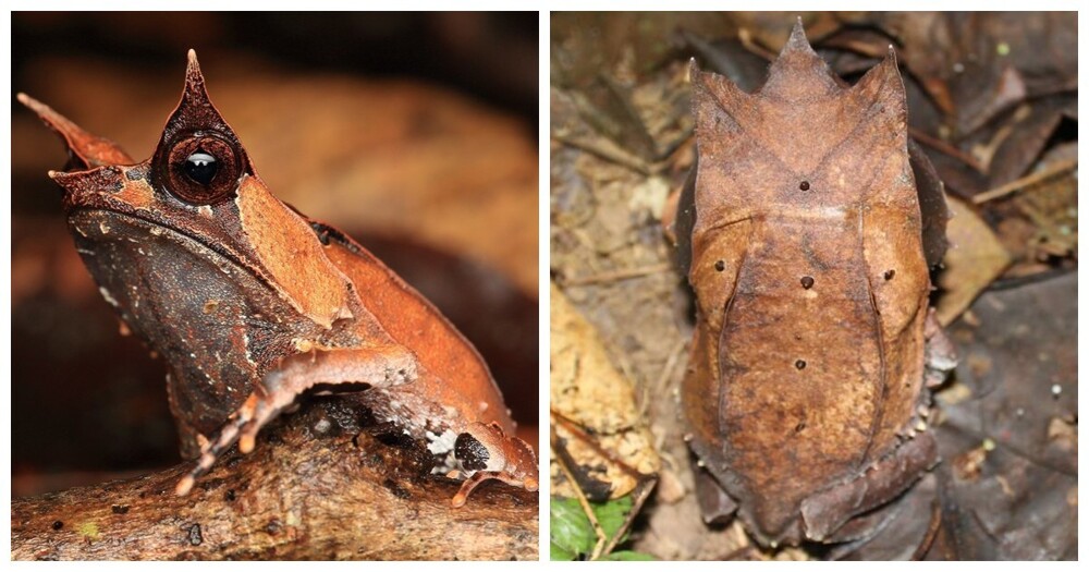 Гуру маскировки – малайская рогатая лягушка