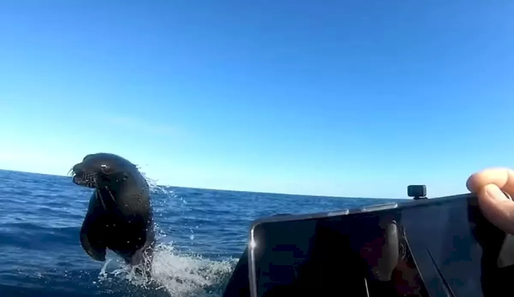 Спасавшийся от акулы тюлень чуть не сбил с каяка рыбака