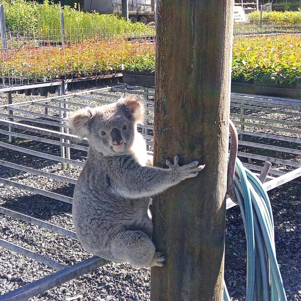 Коала обокрал австралийский зоопарк на сумму 3800 долларов