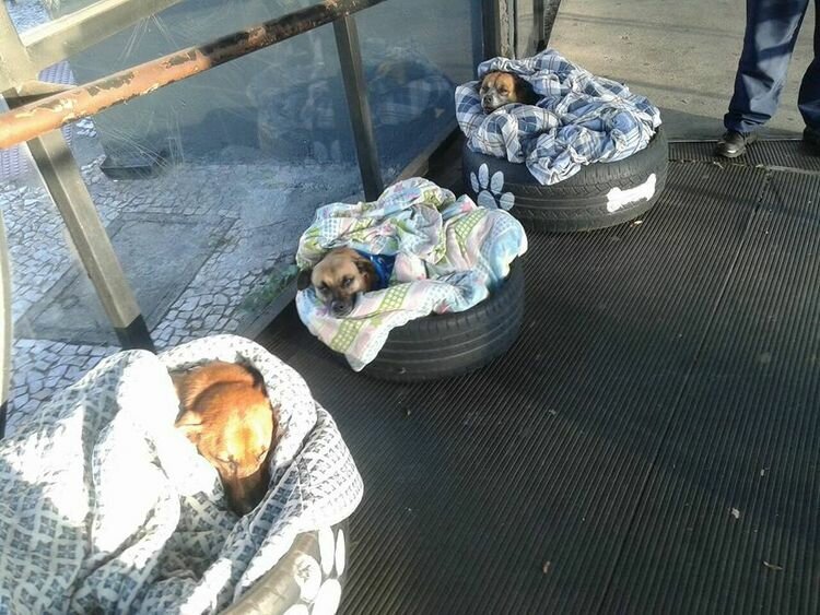 Сотрудники автовокзала Баррейринья в городе Куритиба сделали самодельные лежанки для собак, где они могут защититься от зимних холодов