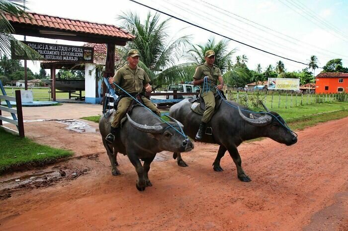 Полиция штата Пара использует буйволов для патрулирования местности, потому что на них они могут догнать преступников в реках и болотах