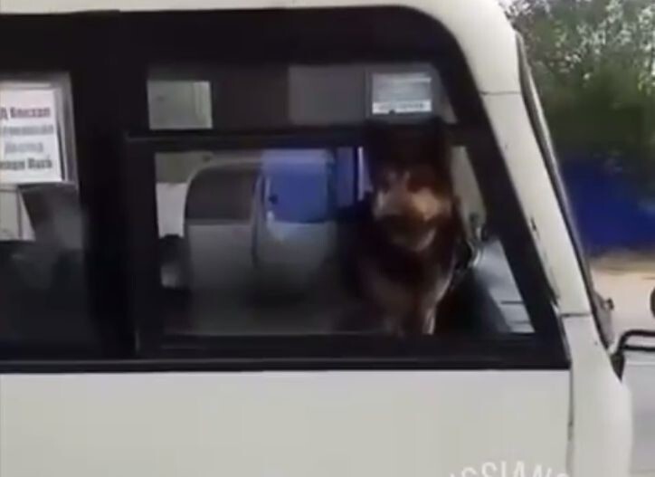 Очень плохой мальчик: собака залезла в автобус и выгнала пассажиров
