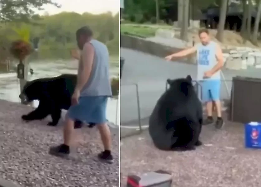 Бесстрашный мужчина выпроводил огромного медведя с территории кемпинга